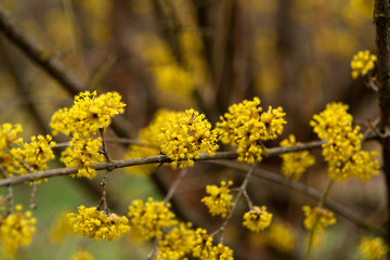 dogwood blooms in spring yellow flower.