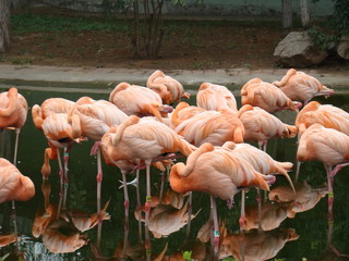 Flamingo - 261480883