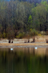 White swans on a mountain lake spring day under the open sky against the background of high mountains and bright forest