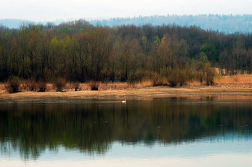 White swans on a mountain lake spring day under the open sky against the background of high...