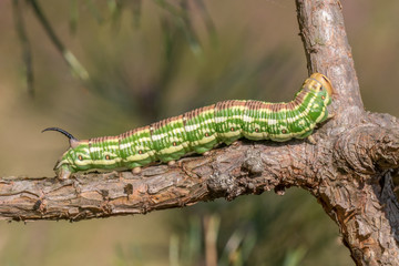 Hyloicus pinastri. 