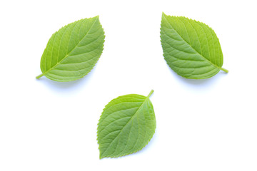 木の葉 新緑 白背景