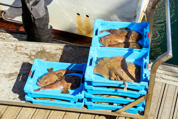 Blue plastic containers with catch of sea Electric Stingray and Monkfish, ocean delicacies. Industrial catch of fresh fish. Fish auction. Blanes, Spain, Costa Brava. Fishing in port Blanes