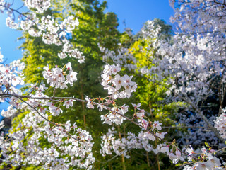 Fototapeta premium 【静岡県伊豆市】満開の桜