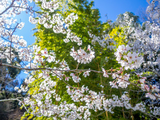 【静岡県伊豆市】満開の桜