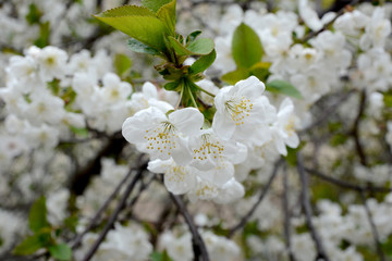 Cherry tree in blossom