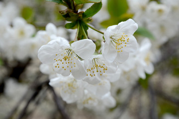 Cherry tree in blossom