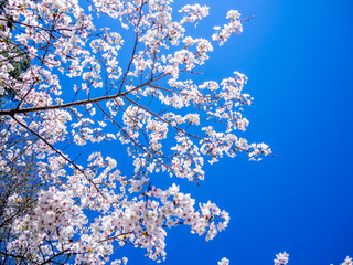 Fototapeta premium 【静岡県伊豆市】満開の桜