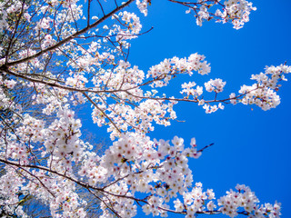 【静岡県伊豆市】満開の桜