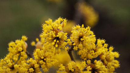 dogwood blooms in spring yellow flower. copy space.