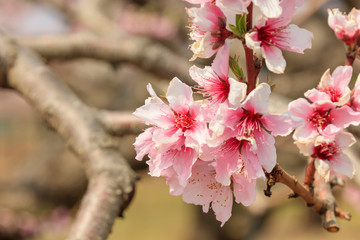 Peach Blossom - Spring of Japan -