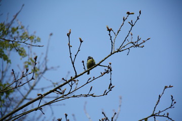bird on branch