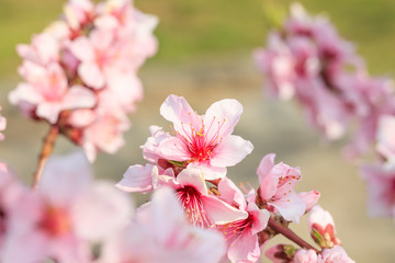 Peach Blossom - Spring of Japan -