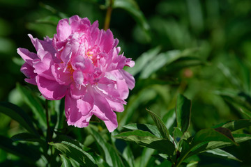Peony flower. Red white and purple peony flowers blooming in the garden. Multicolor peonies macro closeup background.