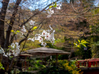 【静岡県伊豆市】修善寺温泉街風景【春】