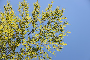 京都ぶらり、鷹峯あたりで春から初夏へ