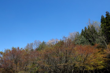 京都ぶらり、鷹峯あたりで春から初夏へ