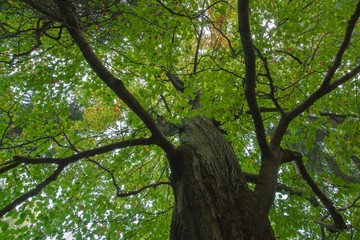 Big old beech in autumn forest.