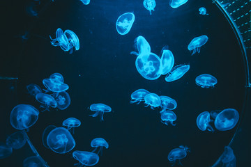 Poisonous jellyfish in the Barcelona aquarium illuminated by a blue light, Aurelia aurita