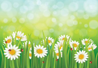 Fototapeta na wymiar Vector illustration of spring background with daisies and ladybirds. Green blurred abstract light background.