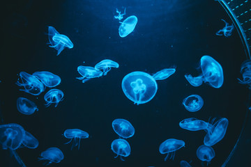 Fototapeta na wymiar Poisonous jellyfish in the Barcelona aquarium illuminated by a blue light, Aurelia aurita