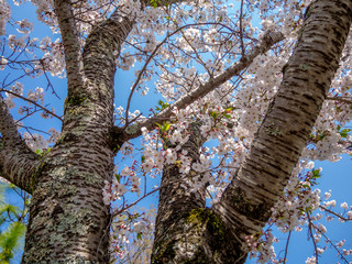 【静岡県伊豆市】満開の桜【修善寺温泉】