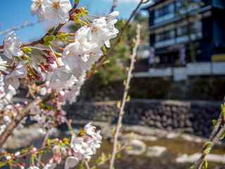【静岡県伊豆市】満開の桜【修善寺温泉】