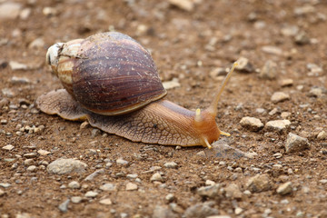 Achatschnecke / Achatina Snail / Achatina immaculata.