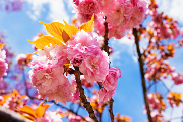 Cherry tree in bloom