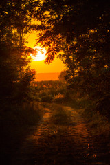 Fototapeta premium sunset in forest