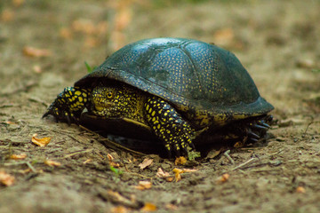 turtle on road