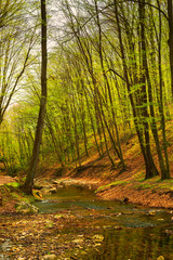 Flowing stream in the green spring forest
