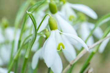 Schneegl&ouml;ckchen Makroaufnahme, Fr&uuml;hling 