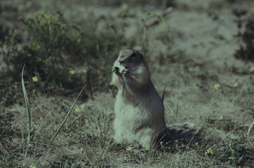 Gophers in the wild