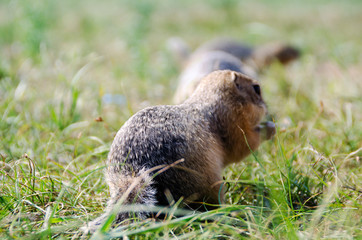 Gophers in the wild