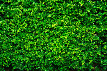 Backdrop texture of green leaves natural wall.