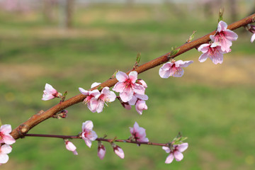 Peach Blossom - Spring of Japan -