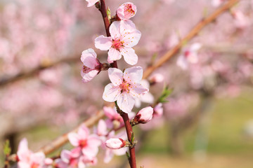Peach Blossom - Spring of Japan -