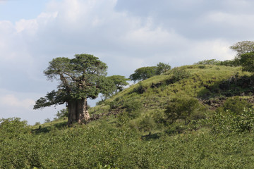 Affenbrotbaum / Baobab / Adansonia Digitata