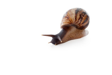 Achatina reticulata with dark head