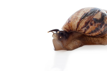 Achatina reticulata with dark head