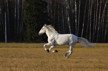 Obraz na płótnie Canvas Beuatiful white horse running