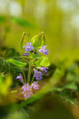Glechoma hederacea wildflower close up photo