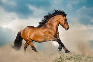 Fototapeta na wymiar Beautiful bay stallion running in dust