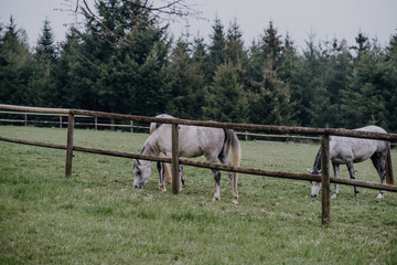 Pferde-Koppel