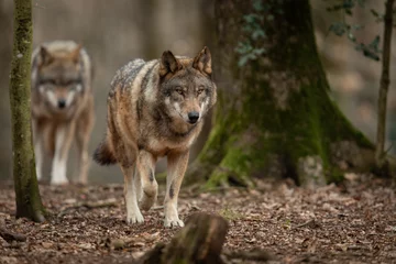 Fototapeten Grauer Wolf im Wald © AB Photography
