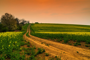 Fototapeta na wymiar Country road near rape seed field at sunset