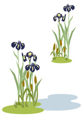  端午の節句のイメージ。菖蒲の花。 日本の季節のイラスト。 こどもの日のイラスト素材。