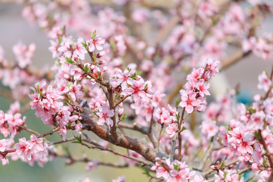 Peach Blossom - Spring of Japan -