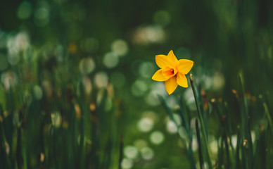 Daffy Bokeh!